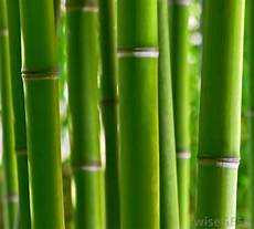 Bamboo Fabrics
