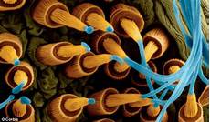Antibacterial Fabric