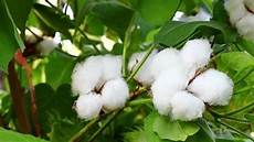 Raw Fabric Knitting