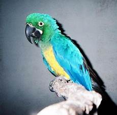 Sunbrella Macaw