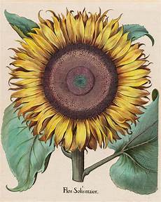 Sunflower Canvas Fabric