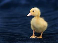 White Duck Cloth